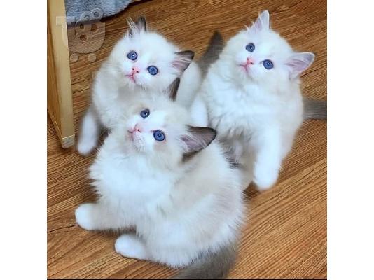 PoulaTo: πανέμορφο μικρό Ragdolls για πώληση.
